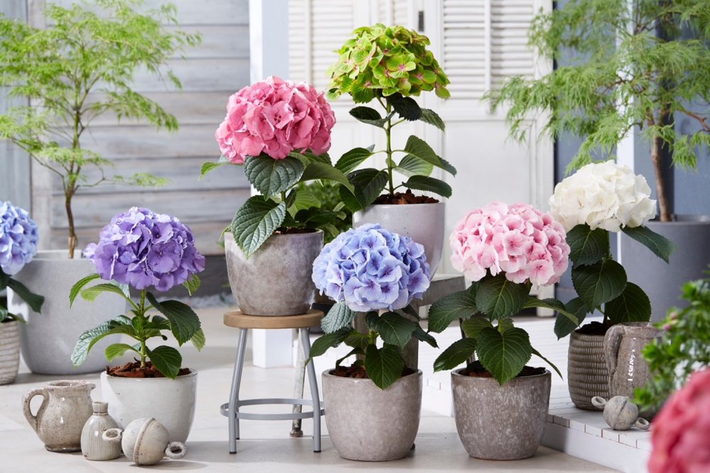 Fusion Hydrangea op Floranews.com