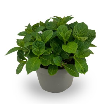 Halfwas plant