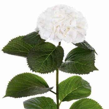 Bloeiende plant