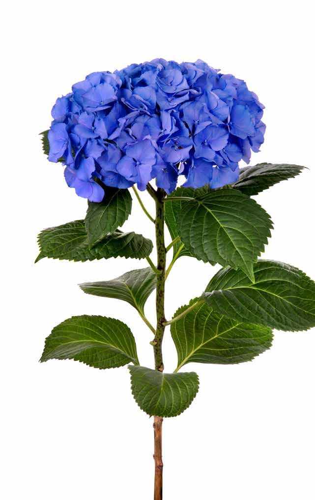 MY BEAUTIFUL DELFTHBLUE MY BEAUTIFUL DELFTHBLUE