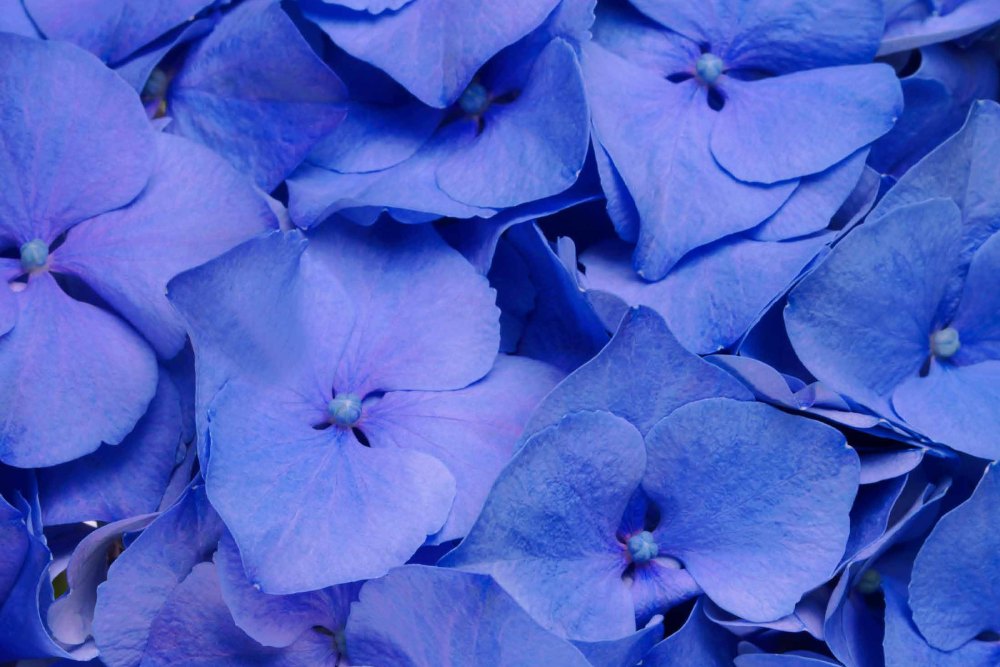MY BEAUTIFUL DELFTHBLUE