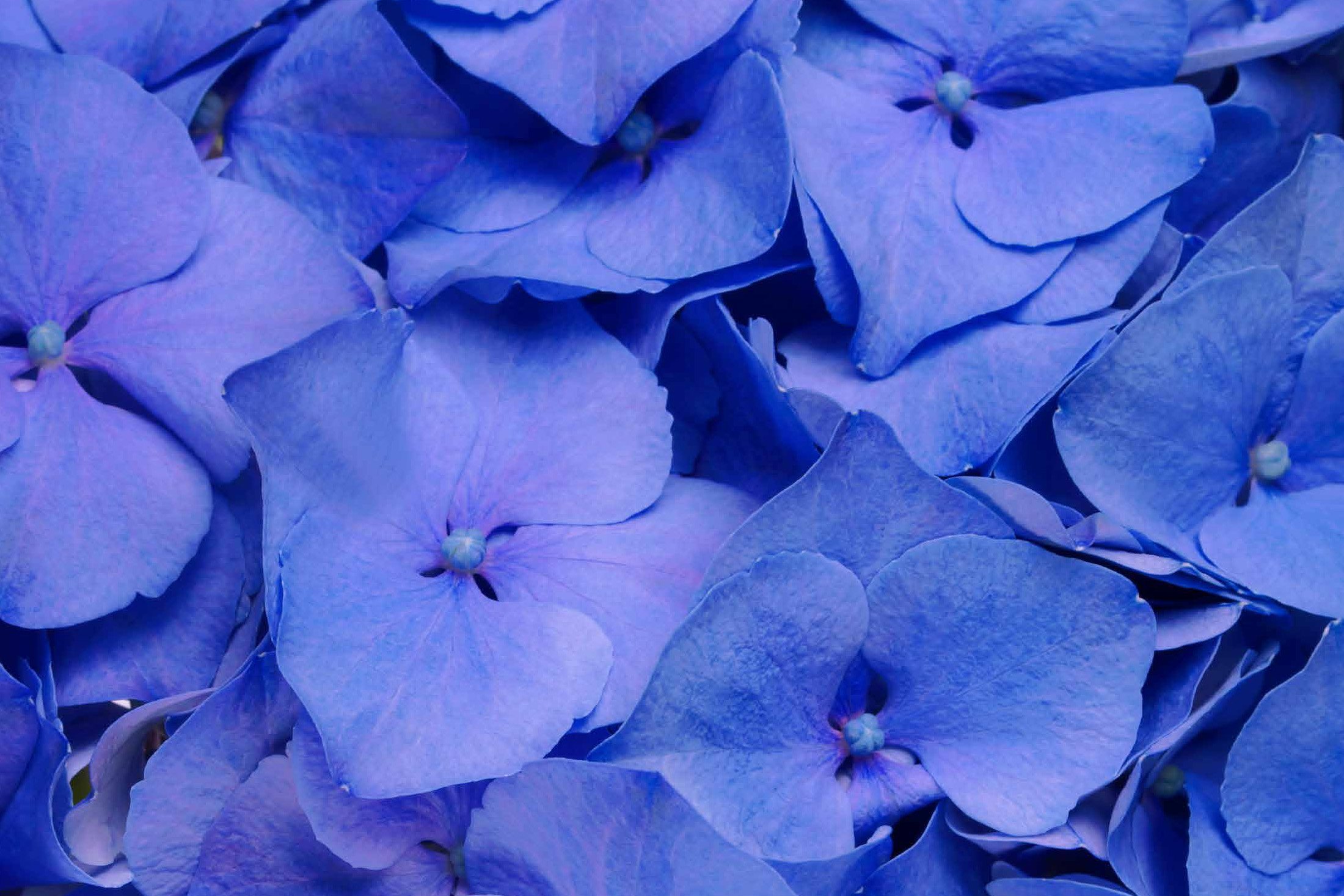 MY BEAUTIFUL DELFTHBLUE