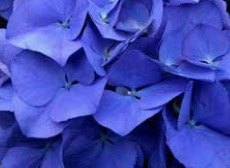 MY BEAUTIFUL DELFTHBLUE - Lente MY BEAUTIFUL DELFTHBLUE - Lente