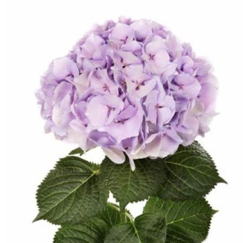 Bloeiende plant