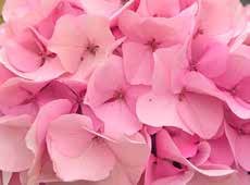 MY BEAUTIFUL DIANA - Lente MY BEAUTIFUL DIANA - Lente