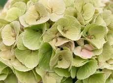MY BEAUTIFUL MATCHA - Herfst MY BEAUTIFUL MATCHA - Herfst