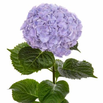 Bloeiende plant