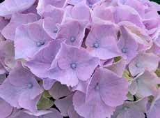 MY BEAUTIFUL MINERVA - Lente MY BEAUTIFUL MINERVA - Lente