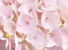 MY BEAUTIFUL PINKTOUCH - Lente