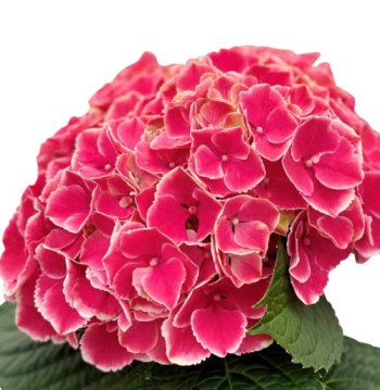 Bloeiende plant