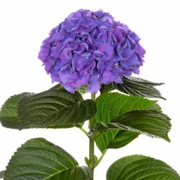 Bloeiende plant
