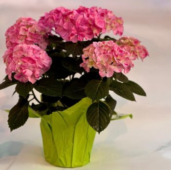 Bloeiende plant